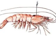 海底钓鱼秘籍：如何正确给活虾上饵？