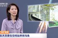 在宇宙中养鱼，你敢尝试吗？