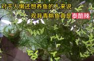 懒人养鱼指南：观背青鳉的饲养技巧