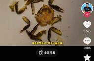 鱼虾集体变身：海洋生物的美容大作战