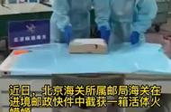 国外活体火蝾螈惊现北京海关：19只外来生物引发社会关注