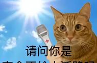 无毛猫防晒指南：高温下的宠物保护