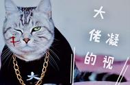 养过的猫才知道：这6种猫忠诚度极低