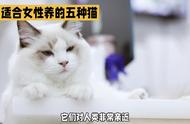 女性养猫指南：五大适合女性饲养的品种推荐