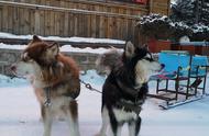 雪橇犬在景点的真实工作状况探讨