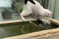 观复博物馆：揭秘一只拥有土耳其梵猫血统的猫