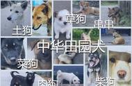 我对保护唐狗和中华田园犬发声的决心