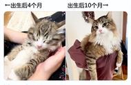 挪威森林猫的成长之路：网友家的小猫咪如何变成大猫咪