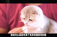 折翼的天使：折耳猫的争议与养护问题