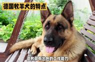 黑背：德国牧羊犬的一种独特类型