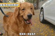 金毛犬的养护之道：为新手狗狗主人提供全面指导