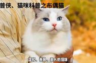 科普侠|布偶猫的科学知识普及