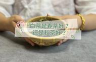 买白茶时，是选择春茶好还是秋茶好？