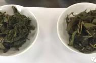 冬茶与春茶的比较：冻顶乌龙茶的独特之处