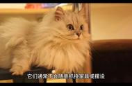 探索金吉拉猫的历史：英国如何培育出这种猫品种