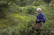 探索安徽黄山毛峰：一种深受喜爱的茶叶