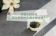 白茶新手指南：选择适合你预算的茶叶价格