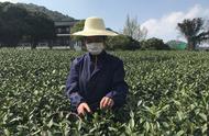 随着西湖龙井茶的大规模开采，今年的价格预计将有所上涨