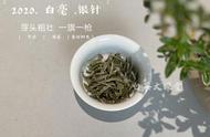 白茶白毫银针，早期饮用更美味？茶界老饕的观点揭秘