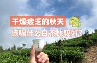 秋天品茗指南：白茶选择大揭秘，春茶、秋茶和老白茶哪个更适合？