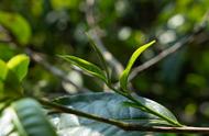 别误把夏茶、秋茶当春茶：了解它们的差异