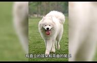 如何将萨摩耶犬融入家庭生活？