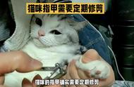 猫咪的指甲是否需要定期修剪？