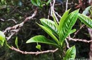 三分钟掌握：普洱茶的历史渊源与茶马古道的形成