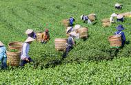 你知道中国哪里的花茶最好喝吗？这3种花茶，营养丰富，味道醇厚，你尝过几种？