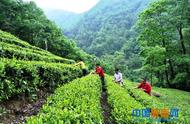 夏茶季来临，陇南康县阳坝镇宋沟村茶农开始采摘