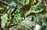 武夷岩茶山场真相：坑、涧、窠、岩全面解析！