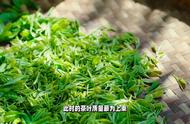 探秘太平猴魁：茶中珍品的来历与传说