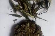 3款茶叶陈化解析：散茶和饼茶之间的惊人差异！