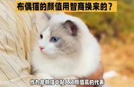 布偶猫的高颜值背后隐藏着什么秘密？#萌宠猫咪