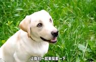 拉布拉多犬：你的忠诚朋友