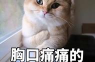 这些猫咪的寿命不长，你会选择养它们吗？