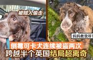 英国可卡犬的不幸命运：两次被盗，穿越半个国家