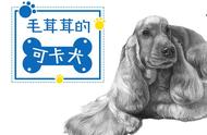 素描技巧：教你画出可爱的可卡犬小卷毛