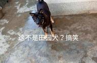 揭秘：田园犬的多样性