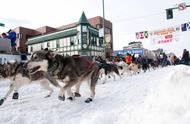 跨两千公里，与忠诚的雪橇犬并肩前行——真实故事展现勇气与友谊。