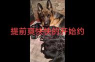 独家揭秘：德国牧羊犬俱乐部的日常