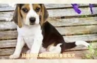 比格犬：值得养的宠物还是谨慎选择?