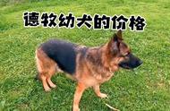 探寻德牧幼犬的价格：一文了解全部