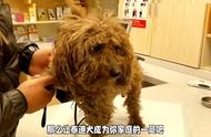 闪亮之星：泰迪犬，法国贵宾犬中活泼可爱与高情商的代表