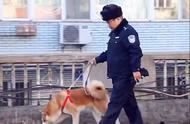 秋田犬走失多日，警察的照顾让它重获新生？