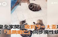 猫咪被猫薄荷吸引，4尾虾仁同步展开放松趴