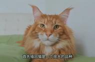 养缅因猫需谨慎，这些问题你考虑了吗？#猫咪养护经验