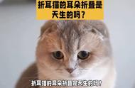 折耳猫的折耳是天生的吗？猫猫有遗传病吗？#宠物健康知识