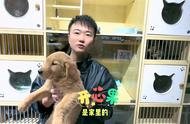 宝子们，你们知道金毛犬有哪些优点和缺点吗？