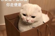 无攻击性的猫咪：这几种品种温顺又善良